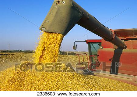 Agriculture - A combine augers a full load of freshly harvested grain corn into a grain cart in the field for transport to a grain elevator / Iowa, USA. View Large Photo Image Stock Image - Agriculture - A combine augers a full load of freshly harvested grain corn into a grain cart in the field for transport to a grain elevator / Iowa, USA.. Fotosearch