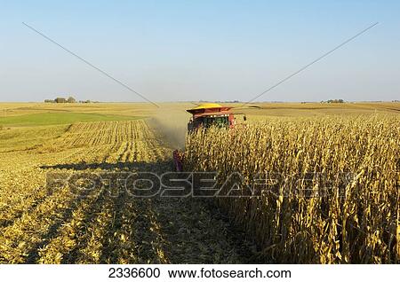 Agriculture - A combine harvests a crop of grain corn in Autumn / Iowa, USA. View Large Photo Image Stock Image - Agriculture - A combine harvests a crop of grain corn in Autumn / Iowa, USA.. Fotosearch