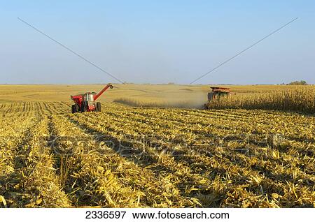 Agriculture - A combine harvests a crop of grain corn in a large grain field, with a grain cart running alongside nearby / Iowa, USA. View Large Photo Image Stock Photo - Agriculture - A combine harvests a crop of grain corn in a large grain field, with a grain cart running alongside nearby / Iowa, USA.. Fotosearch