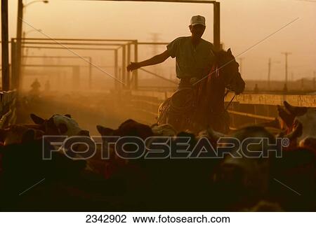 Stock Image - Agriculture - A cowboy on horseback driving cattle at a beef cattle feedlot.. Fotosearch