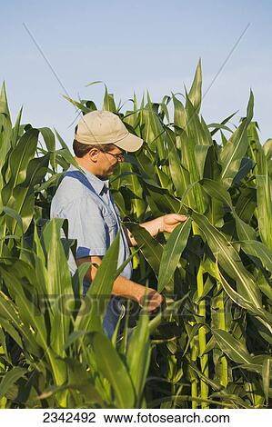 Agriculture - A crop consultant checks a healthy crop of pre-tassel stage grain corn for symptoms of leaf disease. No disease is present / Arkansas, USA. View Large Photo Image Stock Image - Agriculture - A crop consultant checks a healthy crop of pre-tassel stage grain corn for symptoms of leaf disease. No disease is present / Arkansas, USA.. Fotosearch
