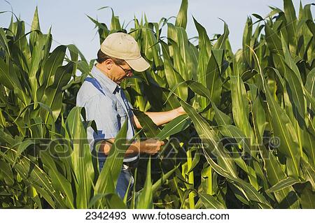Agriculture - A crop consultant checks a healthy crop of pre-tassel stage grain corn for symptoms of leaf disease. No disease is present / Arkansas, USA. View Large Photo Image Stock Image - Agriculture - A crop consultant checks a healthy crop of pre-tassel stage grain corn for symptoms of leaf disease. No disease is present / Arkansas, USA.. Fotosearch