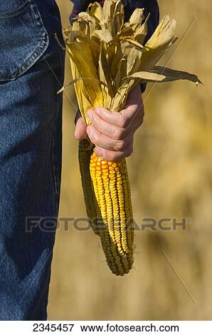Stock Photo - Agriculture - A farmer holds ears of mature, harvest ready grain corn while inspecting his crop in Autumn / Iowa, USA.. Fotosearch