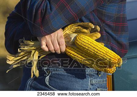 Stock Photo - Agriculture - A farmer holds ears of mature, harvest ready grain corn and his work gloves while inspecting his crop in Autumn / Iowa, USA.. Fotosearch