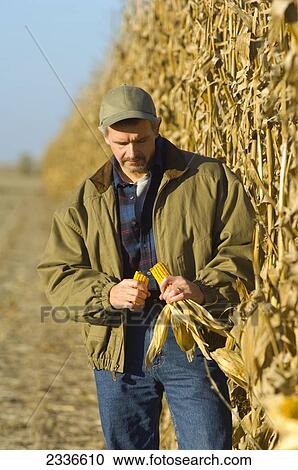 Agriculture - A farmer inspects a mature ear of grain corn, with his field of partially harvested corn in the background / Iowa, USA. View Large Photo Image Stock Image - Agriculture - A farmer inspects a mature ear of grain corn, with his field of partially harvested corn in the background / Iowa, USA.. Fotosearch