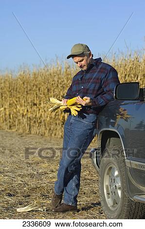 Agriculture - A farmer, leaning on his truck inspects an ear of corn in his hand, with his field of partially harvested mature grain corn in the background / Iowa, USA. View Large Photo Image Stock Photo - Agriculture - A farmer, leaning on his truck inspects an ear of corn in his hand, with his field of partially harvested mature grain corn in the background / Iowa, USA.. Fotosearch