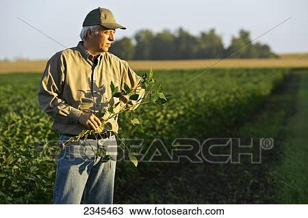 Stock Image - Agriculture - A farmer looks out across his mid growth soybean field while holding a soybean plant / Central Iowa, USA.. Fotosearch
