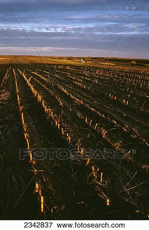 Stock Photo - Agriculture - A field of grain corn stalks and stubble in late afternoon light with a farmstead in the distance / near Nerstrand, Minnesota, USA.. Fotosearch