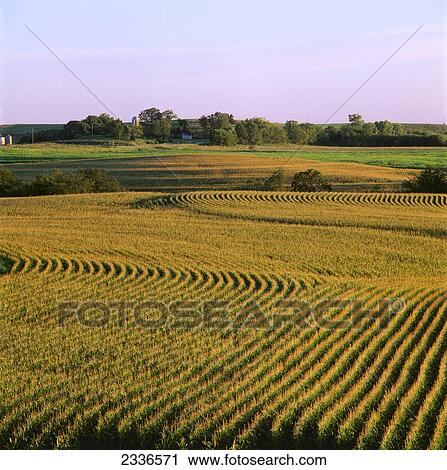 Agriculture - A field of mid growth tasseled Summer grain corn in late afternoon light / Northeast Iowa, USA. View Large Photo Image Stock Image - Agriculture - A field of mid growth tasseled Summer grain corn in late afternoon light / Northeast Iowa, USA.. Fotosearch
