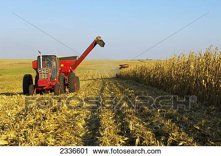 Agriculture - A tractor with a full grain cart pulls away from a combine harvesting the grain corn crop in Autumn / Iowa, USA. View Large Photo Image Stock Image - Agriculture - A tractor with a full grain cart pulls away from a combine harvesting the grain corn crop in Autumn / Iowa, USA.. Fotosearch