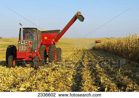 Agriculture - A tractor with a full grain cart pulls away from a combine harvesting the grain corn crop in Autumn / Iowa, USA. View Large Photo Image Stock Image - Agriculture - A tractor with a full grain cart pulls away from a combine harvesting the grain corn crop in Autumn / Iowa, USA.. Fotosearch