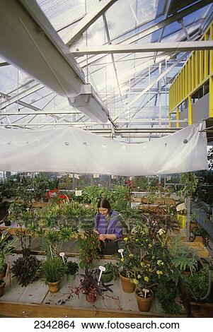 Picture - Agriculture - A university botanist tends to plants in a horticulture and botany greenhouse / Duluth, Minnesota, USA.. Fotosearch