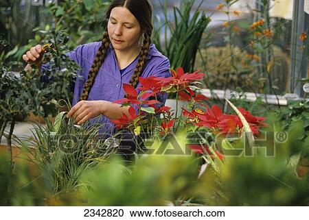 Stock Image - Agriculture - A university botanist tends to plants in a horticulture and botany greenhouse / Duluth, Minnesota, USA.. Fotosearch