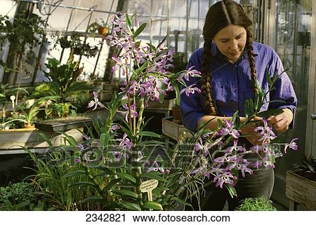 Stock Image - Agriculture - A university botanist tends to orchids in a horticulture and botany greenhouse / Duluth, Minnesota, USA.. Fotosearch