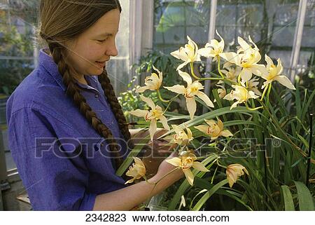 Stock Image - Agriculture - A university botanist tends to orchids in a horticulture and botany greenhouse / Duluth, Minnesota, USA.. Fotosearch