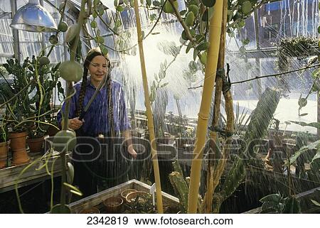 Stock Photo - Agriculture - A university botanist tends to plants in a horticulture and botany greenhouse / Duluth, Minnesota, USA.. Fotosearch