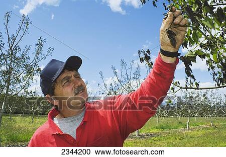 Agriculture - A walnut grower inspects the damage to his crop caused by a heavy unusual Spring freeze / near Red Bluff, California, USA. View Large Photo Image Stock Image - Agriculture - A walnut grower inspects the damage to his crop caused by a heavy unusual Spring freeze / near Red Bluff, California, USA.. Fotosearch