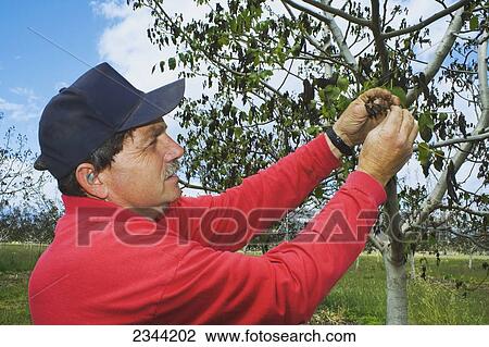 Stock Image - Agriculture - A walnut grower inspects the damage to his crop caused by a heavy unusual Spring freeze / near Red Bluff, California, USA.. Fotosearch