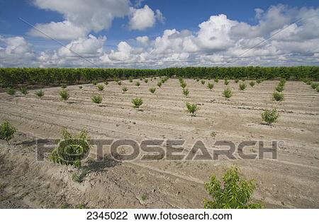 Stock Image - Agriculture - A young first leaf peach orchard in early Spring with a mature orchard in the background / near Dinuba, California, USA.. Fotosearch