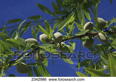 Stock Photograph - Agriculture - Almond tree branch with a healthy crop of maturing nuts in late Spring / near Dinuba, California, USA.. Fotosearch