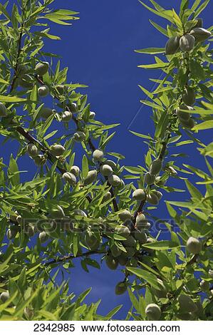 Stock Photography - Agriculture - Almond tree branch with a healthy crop of maturing nuts in late Spring / near Dinuba, California, USA.. Fotosearch