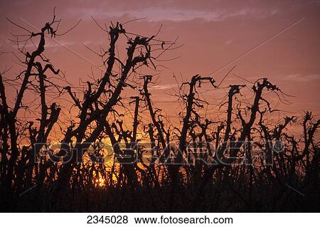 Stock Photo - Agriculture - Autumn sunset with dormant, pruned, peach trees in foreground / near Dinuba, California, USA.. Fotosearch