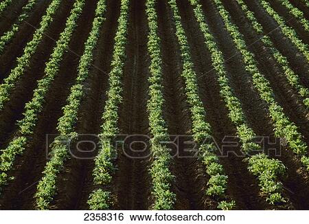 Stock Photograph - Agriculture - Backlit rows of early growth potatoes / Rexburg, Idaho, USA.. Fotosearch