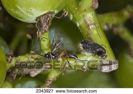 Agriculture - Beneficial insect; Ichneumonid wasp adult in a grape cluster. This wasp possibly also parasitizes the European Grapevine Moth (Lobesia botrana) larva / California, USA. View Large Photo Image Stock Photo - Agriculture - Beneficial insect; Ichneumonid wasp adult in a grape cluster. This wasp possibly also parasitizes the European Grapevine Moth (Lobesia botrana) larva / California, USA.. Fotosearch