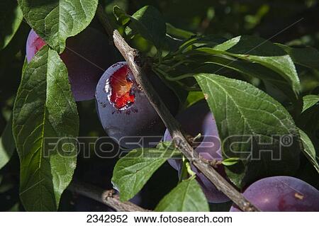 Stock Image - Agriculture - Bird damage to a ripe Flavor Royal pluot on the tree / near Dinuba, California, USA.. Fotosearch