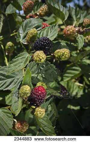 Stock Image - Agriculture - Blackberries on the bush in various stages of ripeness / near Dinuba, California, USA.. Fotosearch