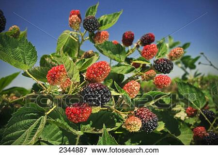 Agriculture - Blackberries on the bush in various stages of ripeness / near Dinuba, California, USA. View Large Photo Image Stock Photo - Agriculture - Blackberries on the bush in various stages of ripeness / near Dinuba, California, USA.. Fotosearch
