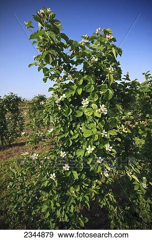 Stock Photo - Agriculture - Blackberry vines and blossoms in Spring / near Dinuba, California, USA.. Fotosearch