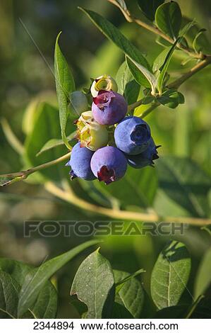 Agriculture - Blueberries on the bush in various stages of ripeness / near Reedley, California, USA. View Large Photo Image Picture - Agriculture - Blueberries on the bush in various stages of ripeness / near Reedley, California, USA.. Fotosearch
