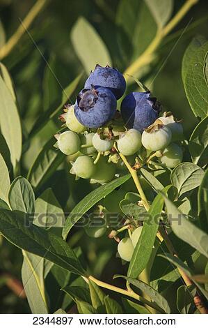 Stock Photo - Agriculture - Blueberries on the bush in various stages of ripeness / near Reedley, California, USA.. Fotosearch