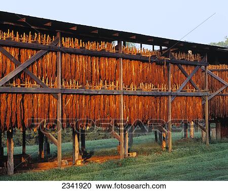 Agriculture Burley Tobacco Plants Hanging To Dry In A Tobacco