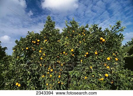Agriculture - Citrus, navel orange tree with fruit ready for harvest / Ivanhoe, California, USA. View Large Photo Image Picture - Agriculture - Citrus, navel orange tree with fruit ready for harvest / Ivanhoe, California, USA.. Fotosearch