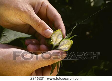 Stock Image - Agriculture - Closeup of a crop consultants hands and an immature green cotton boll cut in half to reveal the seeds and fiber / Mississippi, USA.. Fotosearch