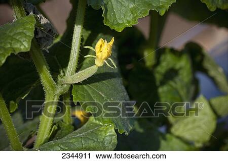 Stock Image - Agriculture - Closeup of a cucumber blossom showing emerging fruit / near Orosi, California, USA.. Fotosearch