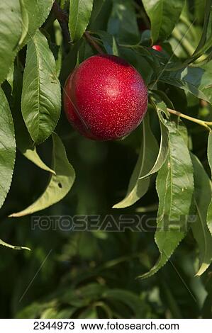 Stock Image - Agriculture - Closeup of a Diamond Bright nectarine on the tree, ripe and ready for harvest / near Dinuba, California, USA.. Fotosearch