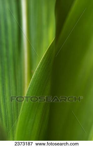 Stock Photo - Agriculture - Closeup of a grain corn plant leaf structure / Mississippi, USA.. Fotosearch