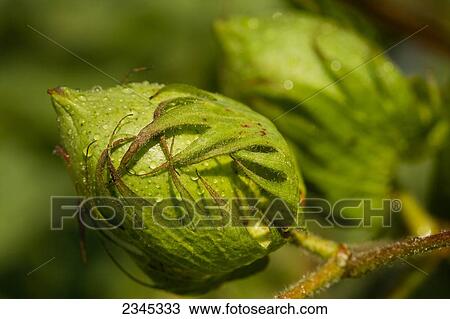 Stock Image - Agriculture - Closeup of a green unopened cotton boll in mid Summer / Mississippi, USA.. Fotosearch