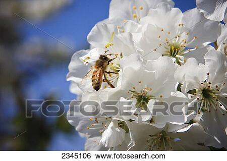 Agriculture - Closeup of a honey bee pollinating cherry blossoms / Traver, California, USA. View Large Photo Image Stock Photograph - Agriculture - Closeup of a honey bee pollinating cherry blossoms / Traver, California, USA.. Fotosearch