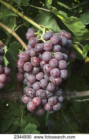 Agriculture - Closeup of a mature harvest ready Red Flame table grape cluster on the vine / near Dinuba, California, USA. View Large Photo Image Stock Image - Agriculture - Closeup of a mature harvest ready Red Flame table grape cluster on the vine / near Dinuba, California, USA.. Fotosearch