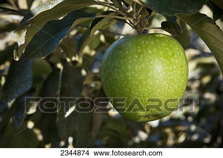Picture - Agriculture - Closeup of a maturing Asian Pear on the tree / near Kingsburg, California, USA.. Fotosearch