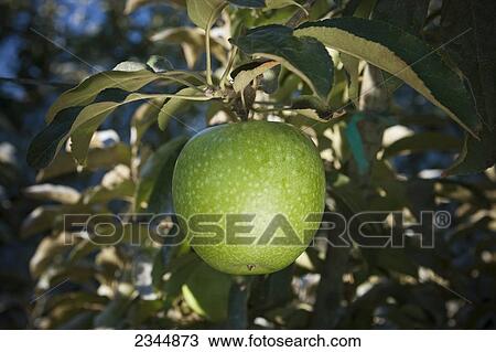 Stock Image - Agriculture - Closeup of a maturing Asian Pear on the tree / near Kingsburg, California, USA.. Fotosearch