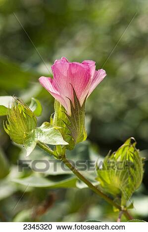 Agriculture - Closeup of a red cotton blossom and cotton square in mid Summer / Mississippi, USA. View Large Photo Image Stock Image - Agriculture - Closeup of a red cotton blossom and cotton square in mid Summer / Mississippi, USA.. Fotosearch