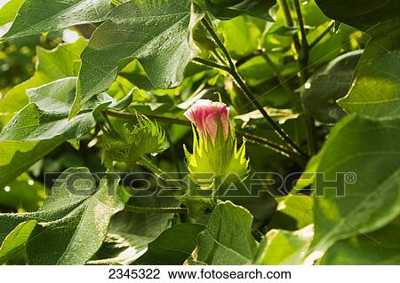 Agriculture - Closeup of a red cotton blossom and foliage in mid Summer / Mississippi, USA. View Large Photo Image Stock Image - Agriculture - Closeup of a red cotton blossom and foliage in mid Summer / Mississippi, USA.. Fotosearch