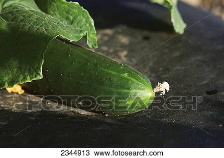 Agriculture - Closeup of a ripening cucumber with the blossom still attached laying on black plastic / near Orosi, California, USA. View Large Photo Image Stock Image - Agriculture - Closeup of a ripening cucumber with the blossom still attached laying on black plastic / near Orosi, California, USA.. Fotosearch