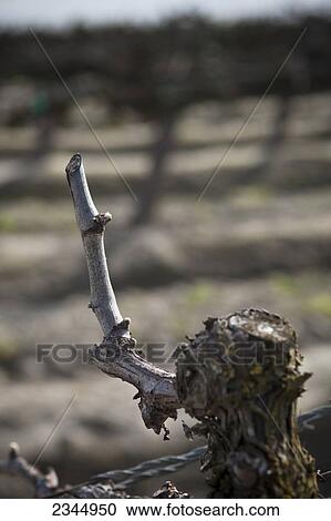 Stock Image - Agriculture - Closeup of a table grapevine at the bud break stage in late Winter / near Dinuba, California, USA.. Fotosearch