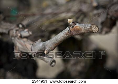 Stock Image - Agriculture - Closeup of a table grapevine at the bud break stage in late Winter / near Dinuba, California, USA.. Fotosearch